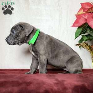 Ella, Cane Corso Puppy